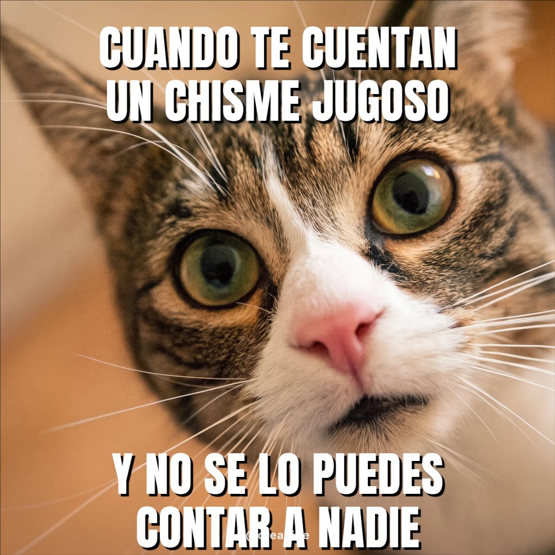 Meme gato sorprendido – Formato clásico